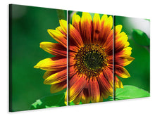 Laden Sie das Bild in den Galerie-Viewer, Leinwandbild 3-teilig Farbenprächtige Sonnenblume