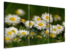 Laden Sie das Bild in den Galerie-Viewer, Leinwandbild 3-teilig Gänseblümchen XL