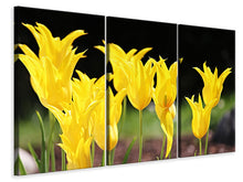Laden Sie das Bild in den Galerie-Viewer, Leinwandbild 3-teilig Gelbe Tulpen in der Natur
