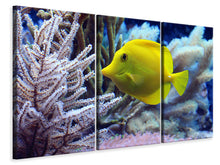 Laden Sie das Bild in den Galerie-Viewer, Leinwandbild 3-teilig Gelber Doktorfisch XL