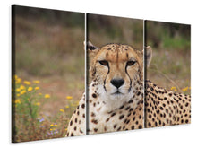 Laden Sie das Bild in den Galerie-Viewer, Leinwandbild 3-teilig Gepard XL