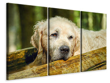 Laden Sie das Bild in den Galerie-Viewer, Leinwandbild 3-teilig Golden Retriever in der Natur