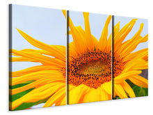 Laden Sie das Bild in den Galerie-Viewer, Leinwandbild 3-teilig Grosse Sonnenblume