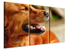 Laden Sie das Bild in den Galerie-Viewer, Leinwandbild 3-teilig Irish Setter Schnauze