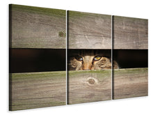 Laden Sie das Bild in den Galerie-Viewer, Leinwandbild 3-teilig Katze im Versteck