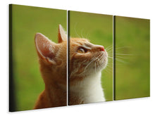 Laden Sie das Bild in den Galerie-Viewer, Leinwandbild 3-teilig Katzennase