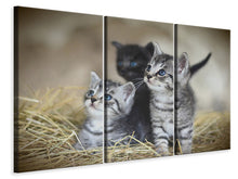 Laden Sie das Bild in den Galerie-Viewer, Leinwandbild 3-teilig Kitten Trio