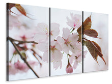 Laden Sie das Bild in den Galerie-Viewer, Leinwandbild 3-teilig Liebliche Japanische Zierkirsche
