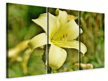 Laden Sie das Bild in den Galerie-Viewer, Leinwandbild 3-teilig Lilien Blüte in gelb