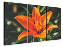Laden Sie das Bild in den Galerie-Viewer, Leinwandbild 3-teilig Lilien Blüte in orange XL