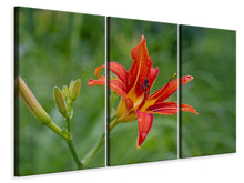 Laden Sie das Bild in den Galerie-Viewer, Leinwandbild 3-teilig Lilienblüte in der Natur