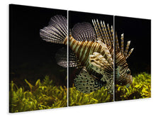 Laden Sie das Bild in den Galerie-Viewer, Leinwandbild 3-teilig Lion Fisch