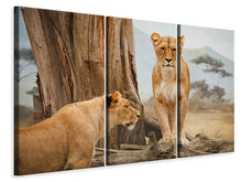 Laden Sie das Bild in den Galerie-Viewer, Leinwandbild 3-teilig Löwen in Afrika
