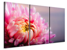 Laden Sie das Bild in den Galerie-Viewer, Leinwandbild 3-teilig Makro Chrysantheme