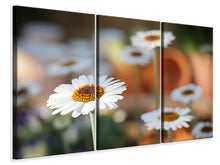 Laden Sie das Bild in den Galerie-Viewer, Leinwandbild 3-teilig Margeriten XL