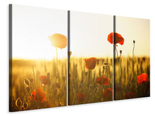 Laden Sie das Bild in den Galerie-Viewer, Leinwandbild 3-teilig Mohn im Sonnenuntergang