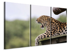Laden Sie das Bild in den Galerie-Viewer, Leinwandbild 3-teilig Müder Leopard