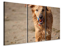 Laden Sie das Bild in den Galerie-Viewer, Leinwandbild 3-teilig Nasser Hund