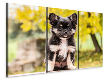 Laden Sie das Bild in den Galerie-Viewer, Leinwandbild 3-teilig Niedliche Chihuahua Welpe