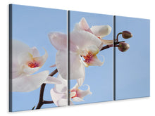Laden Sie das Bild in den Galerie-Viewer, Leinwandbild 3-teilig Orchidee im Himmel