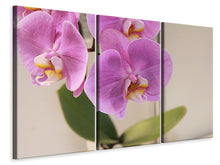 Laden Sie das Bild in den Galerie-Viewer, Leinwandbild 3-teilig Orchideen mit lila Blüten in XL