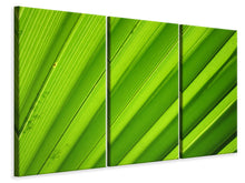 Laden Sie das Bild in den Galerie-Viewer, Leinwandbild 3-teilig Palm Streifen 2