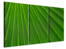 Laden Sie das Bild in den Galerie-Viewer, Leinwandbild 3-teilig Palm Streifen 1