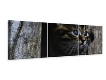 Laden Sie das Bild in den Galerie-Viewer, Panorama Leinwandbild 3-teilig Katzen Kind