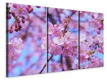 Laden Sie das Bild in den Galerie-Viewer, Leinwandbild 3-teilig Prächtige Kirschblüte