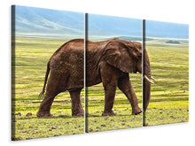 Laden Sie das Bild in den Galerie-Viewer, Leinwandbild 3-teilig Prächtiger Elefant
