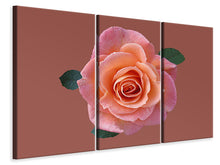 Laden Sie das Bild in den Galerie-Viewer, Leinwandbild 3-teilig Rose in apricot XXL
