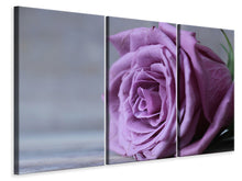 Laden Sie das Bild in den Galerie-Viewer, Leinwandbild 3-teilig Rose in Lila XXL