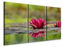 Laden Sie das Bild in den Galerie-Viewer, Leinwandbild 3-teilig Rotes Seerosen Duo