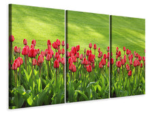 Laden Sie das Bild in den Galerie-Viewer, Leinwandbild 3-teilig Rotes Tulpenfeld im Sonnenlicht