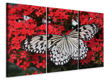 Laden Sie das Bild in den Galerie-Viewer, Leinwandbild 3-teilig Schmetterling in XXL