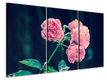 Laden Sie das Bild in den Galerie-Viewer, Leinwandbild 3-teilig Schöne Rosa Rosen