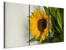 Laden Sie das Bild in den Galerie-Viewer, Leinwandbild 3-teilig Schöne Sonnenblume