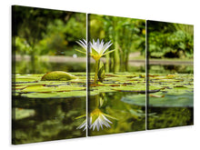Laden Sie das Bild in den Galerie-Viewer, Leinwandbild 3-teilig Seerose in der Natur