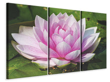 Laden Sie das Bild in den Galerie-Viewer, Leinwandbild 3-teilig Seerose in rosa