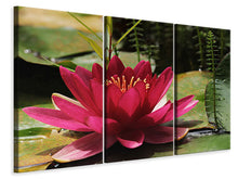 Laden Sie das Bild in den Galerie-Viewer, Leinwandbild 3-teilig Seerose in rot