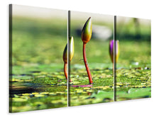 Laden Sie das Bild in den Galerie-Viewer, Leinwandbild 3-teilig Seerosen in XL