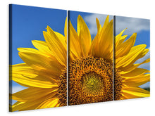Laden Sie das Bild in den Galerie-Viewer, Leinwandbild 3-teilig Sonnenblume in XXL