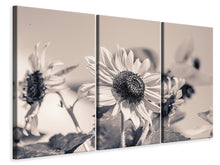 Laden Sie das Bild in den Galerie-Viewer, Leinwandbild 3-teilig Sonnenblumen sw