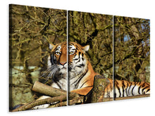 Laden Sie das Bild in den Galerie-Viewer, Leinwandbild 3-teilig Stolzer Tiger