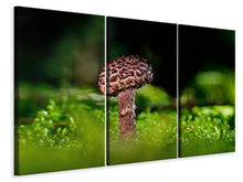 Laden Sie das Bild in den Galerie-Viewer, Leinwandbild 3-teilig Strobilomyces Strobilaceus