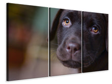 Laden Sie das Bild in den Galerie-Viewer, Leinwandbild 3-teilig Süsse Labrador Welpe