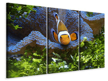 Laden Sie das Bild in den Galerie-Viewer, Leinwandbild 3-teilig Süsser Clownfisch