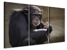 Laden Sie das Bild in den Galerie-Viewer, Leinwandbild 3-teilig Süsser Schimpanse