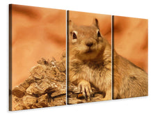 Laden Sie das Bild in den Galerie-Viewer, Leinwandbild 3-teilig Süsses Eichhörnchen