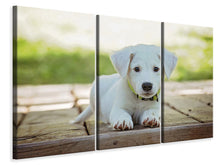 Laden Sie das Bild in den Galerie-Viewer, Leinwandbild 3-teilig Süsses Hunde Baby